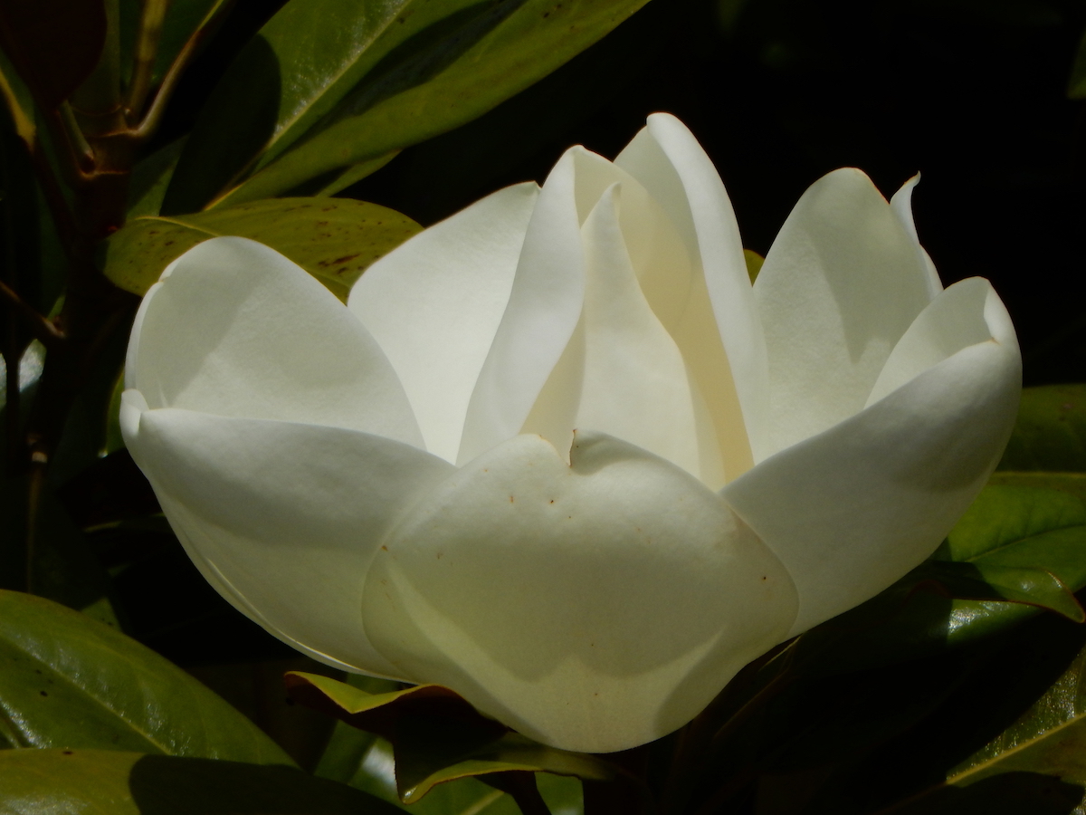 grandiflora